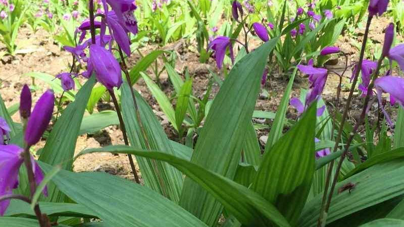 白芨種植技術白芨種植方法
