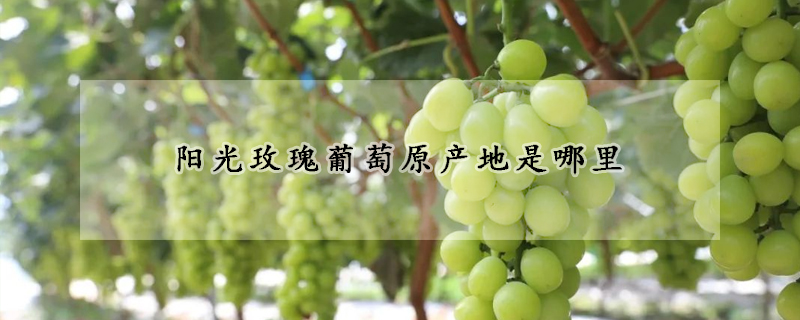 陽光玫瑰葡萄原產地是哪裏