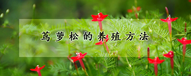 蔦蘿鬆的養殖方法