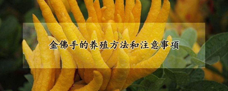 金佛手的養殖方法和注意事項