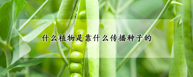 什麼植物是靠什麼傳播種子的