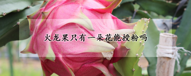 火龍果隻有一朵花能授粉嗎