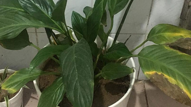 白掌葉子發黑是什麼原因