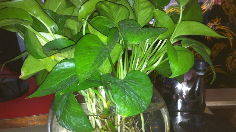 水養綠蘿加什麼肥料