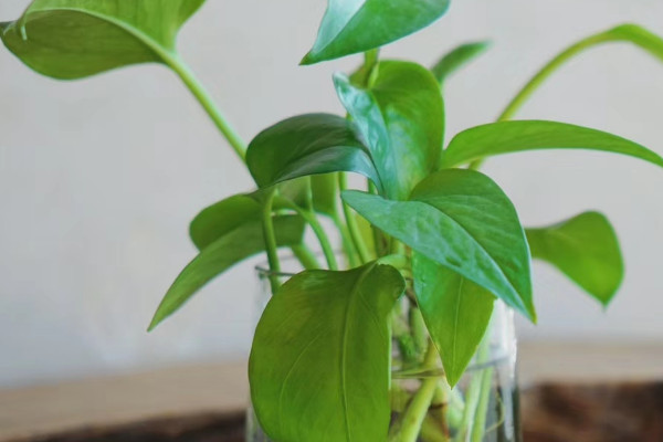 水養綠蘿加什麼肥料