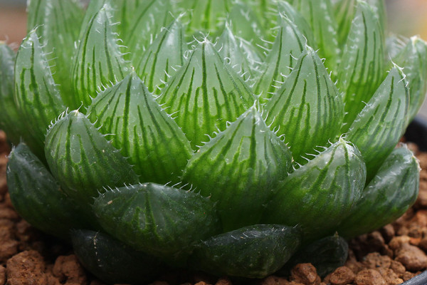 怎麼養多肉植物 新手 注意事項