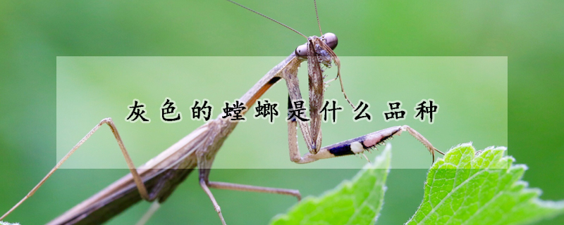 灰色的螳螂是什麼品種