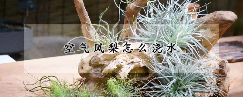 空氣鳳梨怎麼澆水