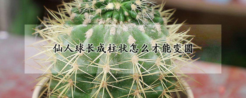 仙人球長成柱狀怎麼才能變圓