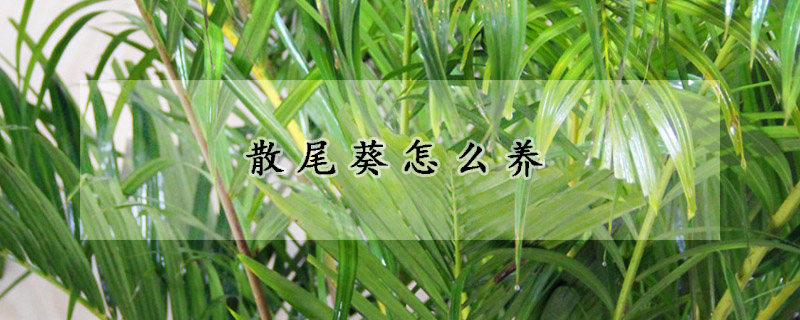散尾葵怎麼養