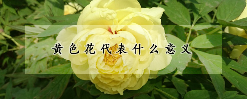 黃色花代表什麼意義