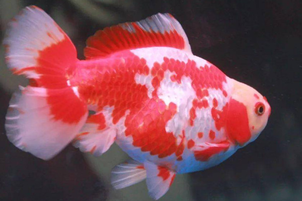 草金魚怎麼分公母