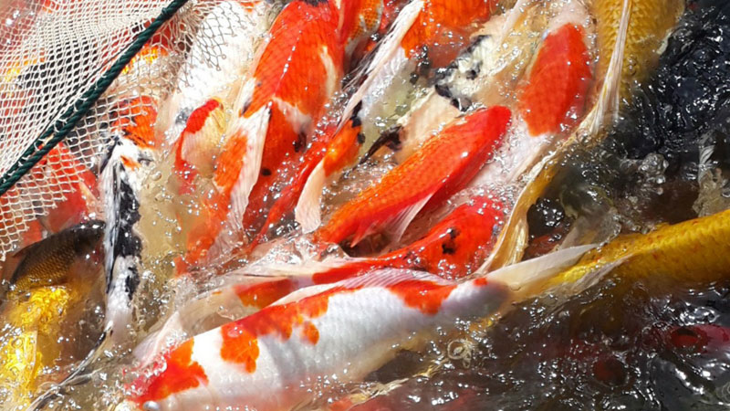 草金魚怎麼分公母