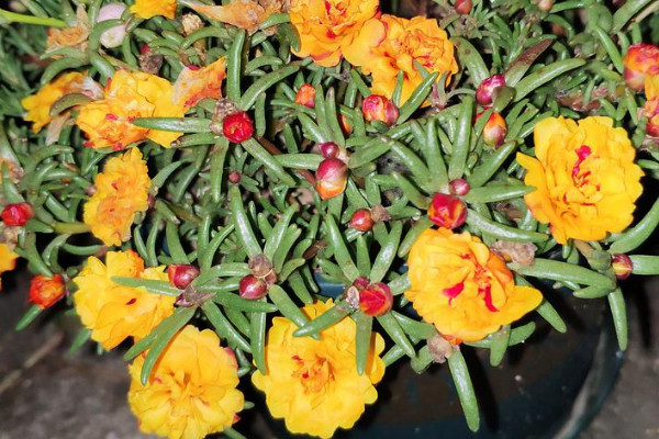 宿根太陽花怎麼過冬