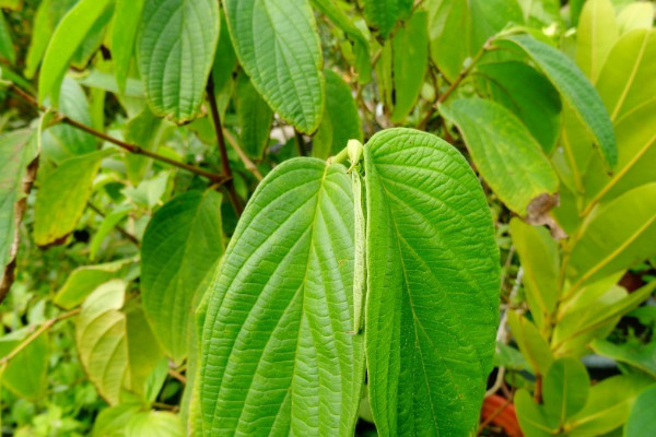 胡椒樹長什麼樣