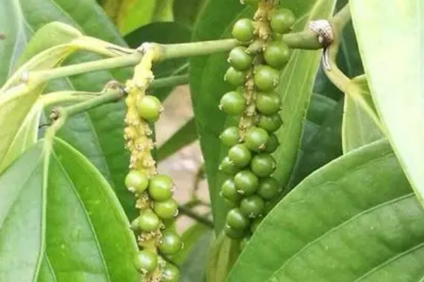 胡椒樹長什麼樣