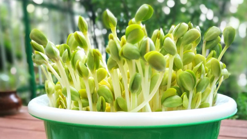怎樣種植綠豆芽
