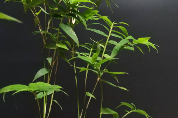 米竹怎麼養才能更旺盛
