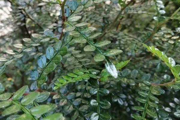 胡椒木怎麼養