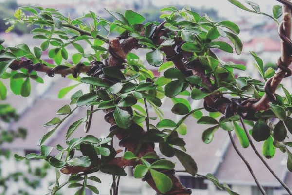 胡椒木怎麼養