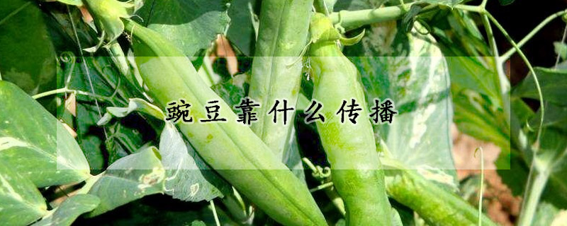 豌豆靠什麼傳播