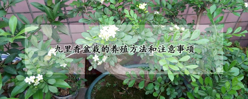 九裏香盆栽的養殖方法和注意事項