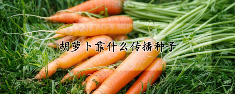 胡蘿卜靠什麼傳播種子