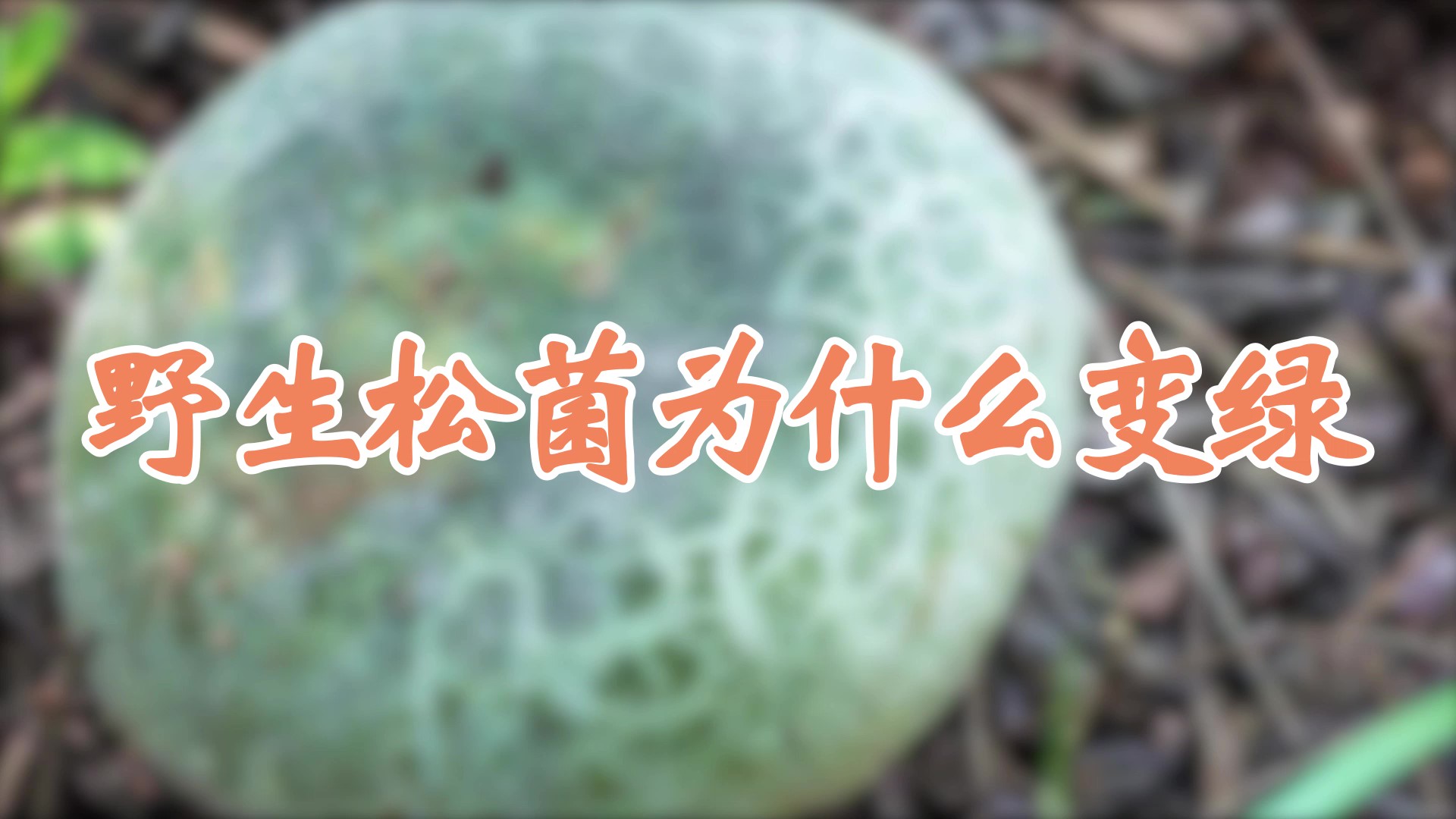 野生鬆菌為什麼變綠