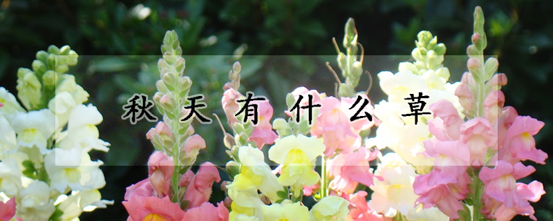 秋天有什麼草