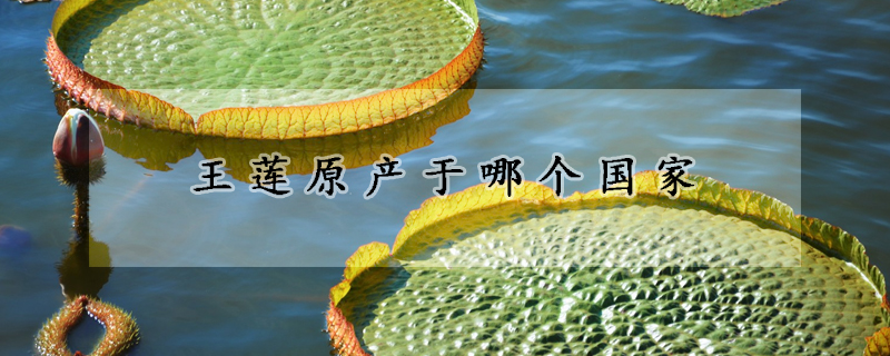 王蓮原產於哪個國家