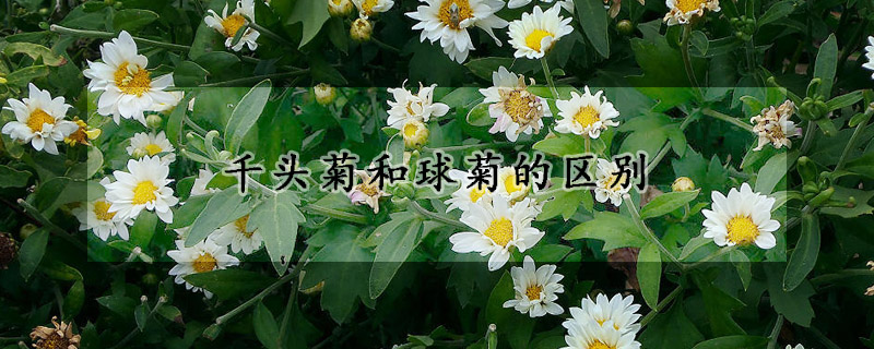 千頭菊和球菊的區別