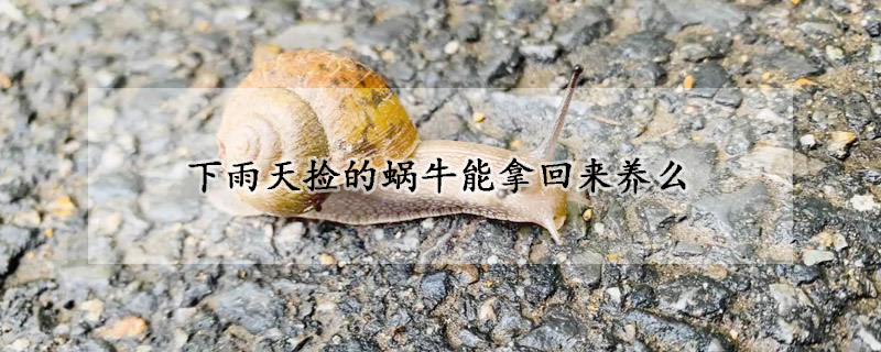 下雨天撿的蝸牛能拿回來養麼