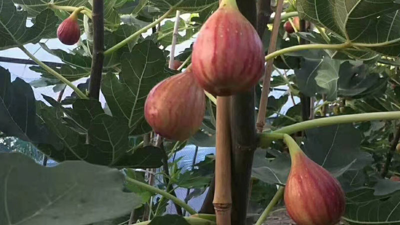 無花果什麼時候剪枝,怎樣剪?