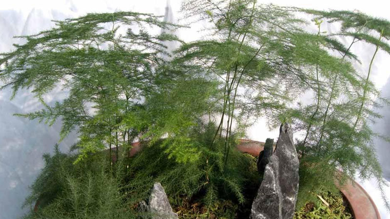 雲鬆葉子變黃是怎麼了