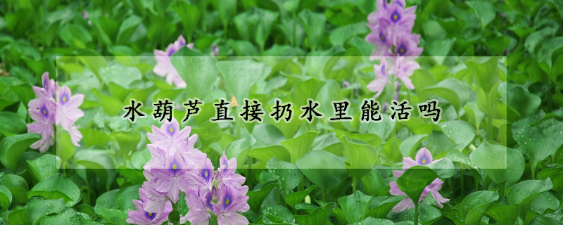 水葫蘆直接扔水裏能活嗎