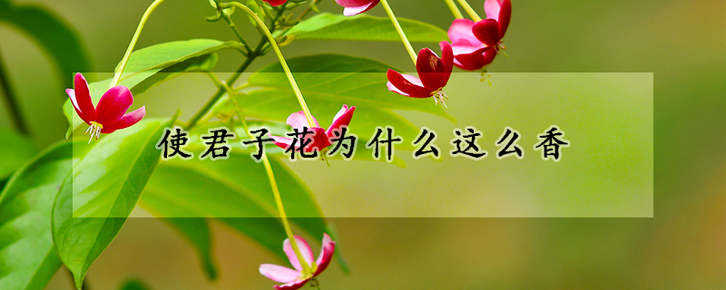 使君子花為什麼這麼香