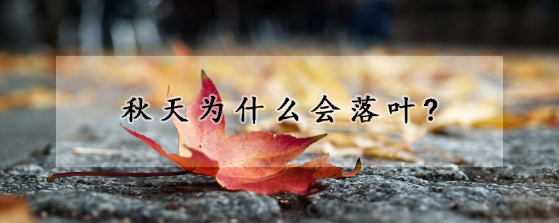 秋天為什麼會落葉?