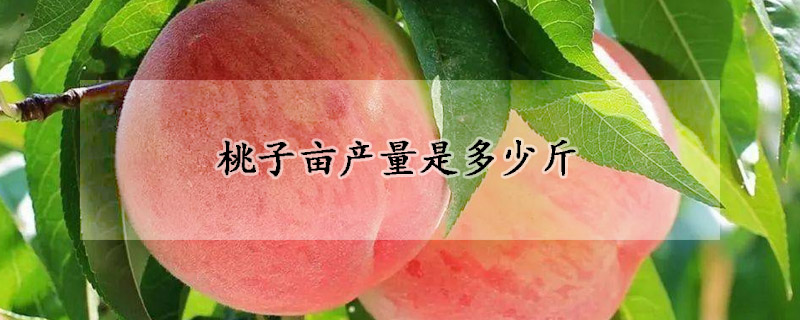 桃子畝產量是多少斤