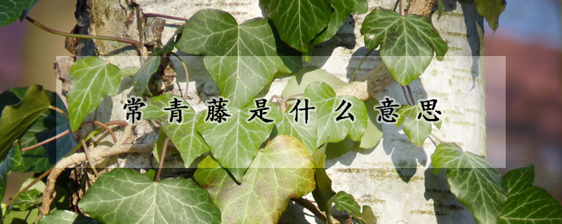 常青藤是什麼意思