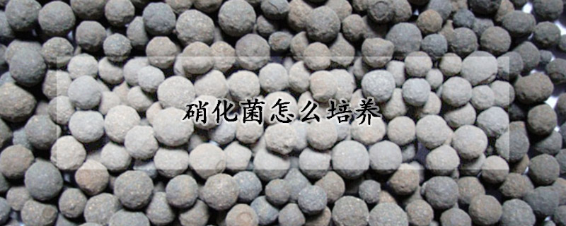硝化菌怎麼培養