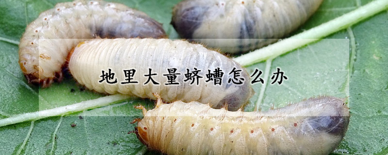 地裏大量蠐螬怎麼辦