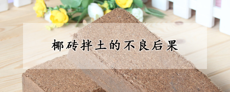 椰磚拌土的不良後果