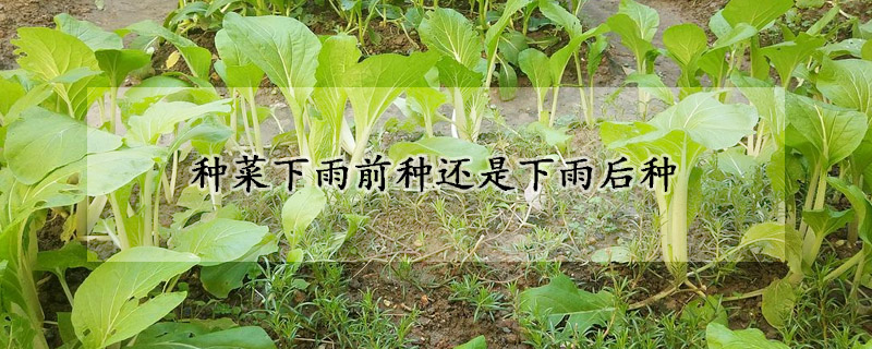 種菜下雨前種還是下雨後種