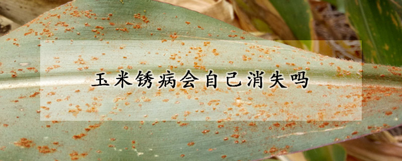 玉米鏽病會自己消失嗎