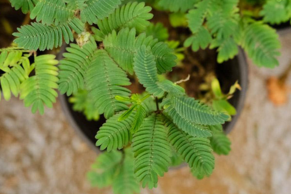 含羞草怎麼繁殖