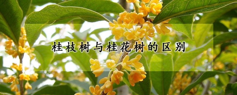 桂枝樹與桂花樹的區別