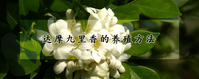 達摩九裏香的養殖方法