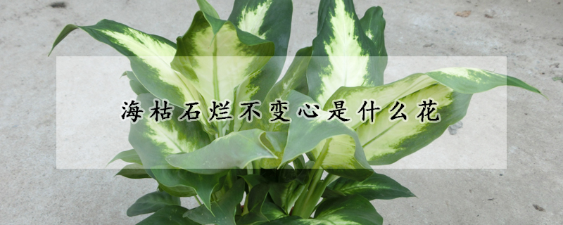 海枯石爛不變心是什麼花