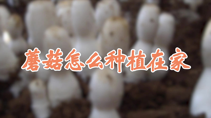 蘑菇怎麼種植在家