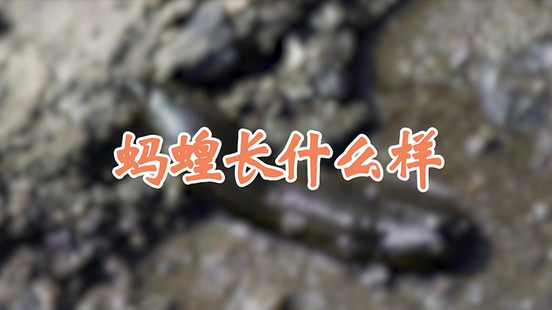 螞蝗長什麼樣